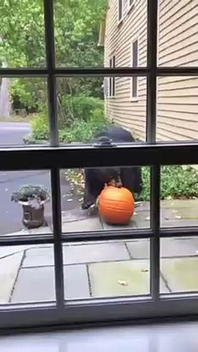 Halloween : cet ours vole la citrouille devant la maison !
