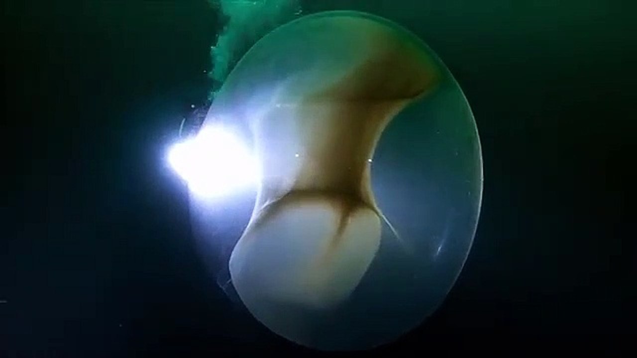 Ce sac contient des milliers de bébés calamars... Magnifique