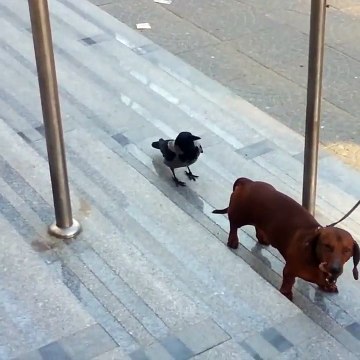 Un corbeau vient embêter ce chien... tellement drôle