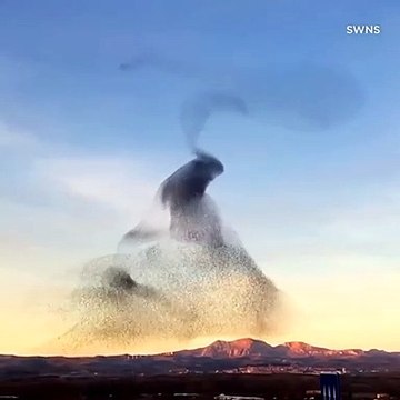 Une nuée d'oiseaux dans le ciel forme des vagues magnifiques