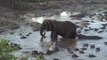 Un hippopotame s'amuse à tirer la queue d'un éléphant. Tellement drôle