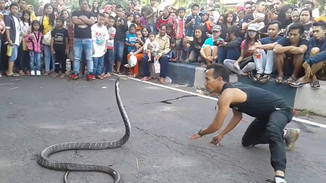 Ce charmeur de serpents indonésien est incroyable