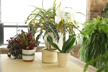 Tough-to-Grow (But Worth It) Houseplants