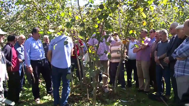 Doğru gübreleme ve budama fındıkta verimi artırıyor - ORDU