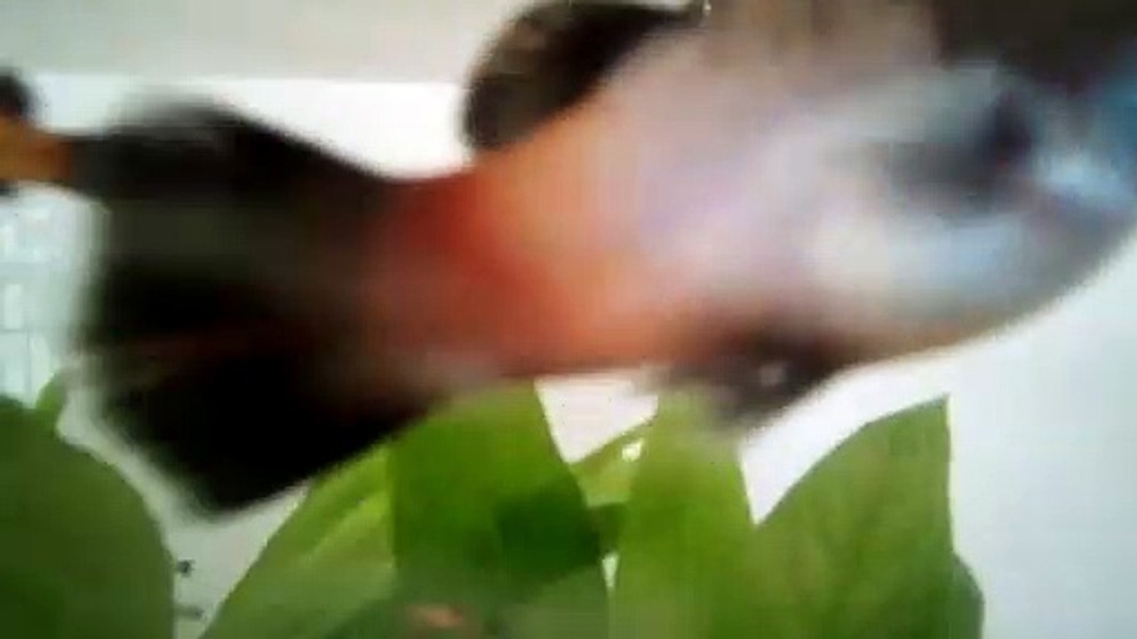 Aquário de Peixes Platy. #02