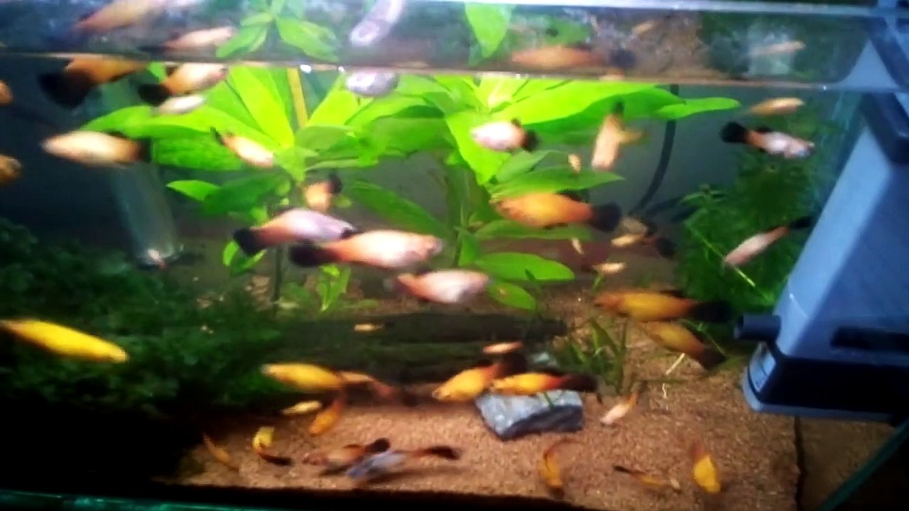 Aquário de Peixes Platy. #03