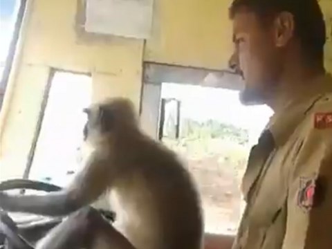 Es el mono quien 'conduce' un autobús de pasajeros