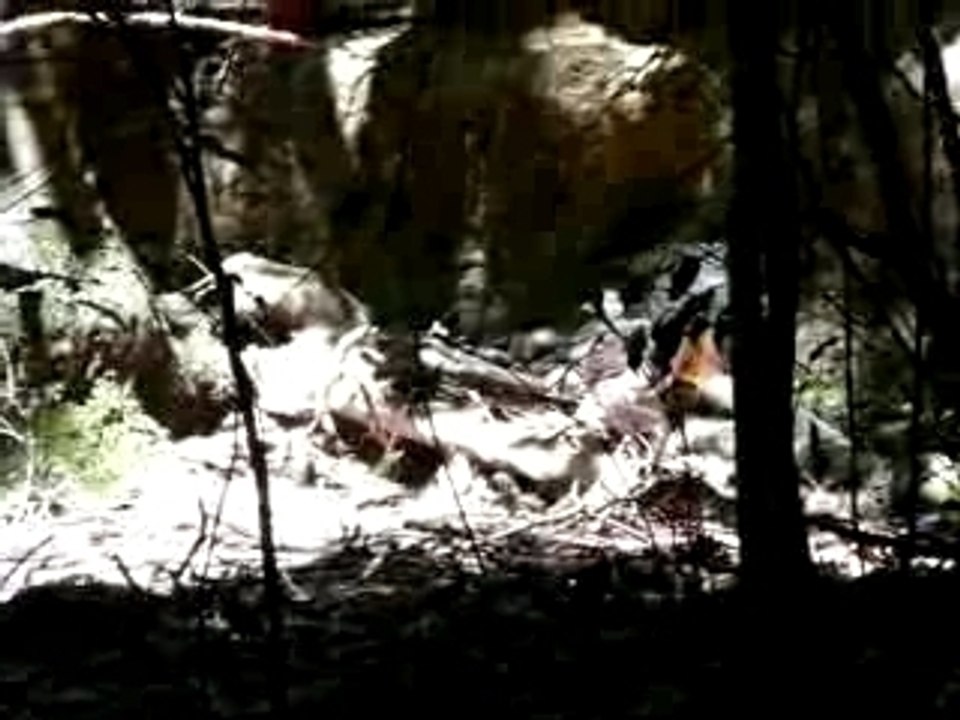 Oiseau lyre Blue Mountains Australie