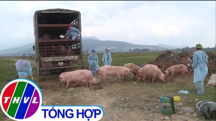THVL | Nguy cơ dịch tả heo châu Phi bùng phát trở lại ở Nghệ An và Hà Tĩnh