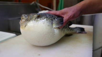 Puffer Fish Japan food
