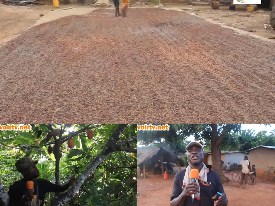 Côte d’Ivoire:  Le nouveau prix du cacao fixé par le gouvernement  critiqué par les producteurs