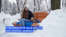 Fumare fa male anche agli animali domestici