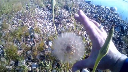 MCH 212 GIANT FLOWER GONE TO SEED GLENNIFER LAKE ALBERTA CANADA.