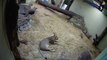 Tiny Lion Cub Pranks Its Mother At Edinburgh Zoo: viral video | Oneindia Malayalam