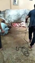 Qurbani Of Bull Part 1 | 2019 | Eid - e - Qurban