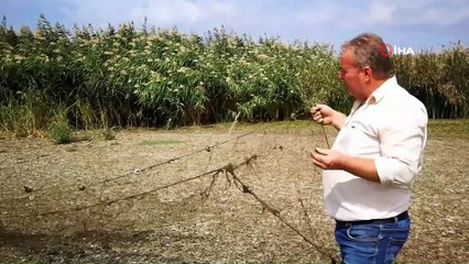 İznik gölü çekildi balık ağları ortaya çıktı