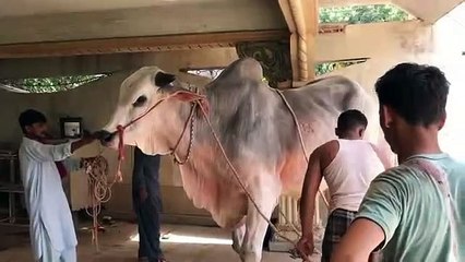 Qurbani Of Bull Part 1 | 2019 | Eid - e - Qurban
