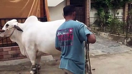Qurbani Of Bull Part 1 | 2019 | Eid - e - Qurban
