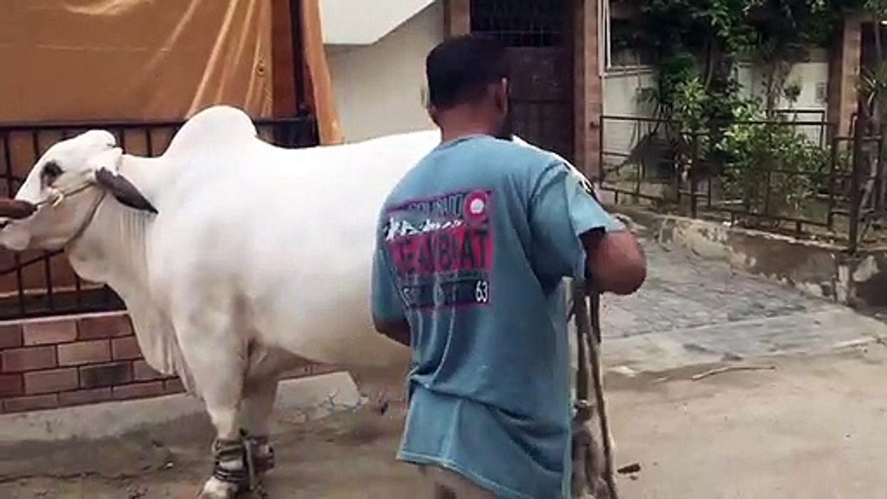 Qurbani Of Bull Part 1 | 2019 | Eid - e - Qurban