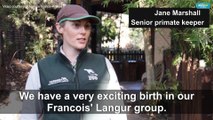 'Incredibly rare' monkey born at Australian zoo