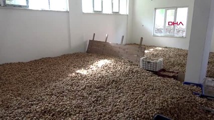 Aydın tüccar fiyat kırdı, kuru incir depoda kaldı