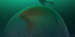 Buzos descubren esta inquietante y enorme bolsa gelatinosa con una gran cantidad de huevos de calamar de diez tentáculos