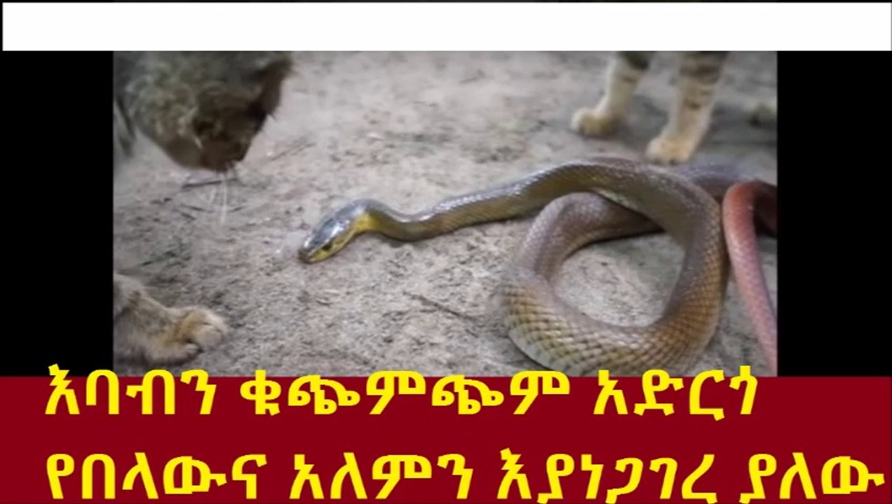 Amazing cat...እባብን ቁጭምጭም አድርጎ የበላውና አለምን እያነጋገረ ያለው ድመት