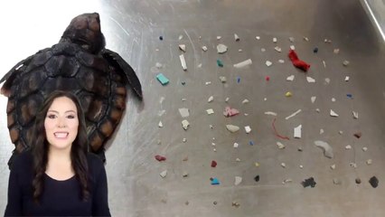 கையளவு ஆமைக்குட்டியின் வயிற்றில் 104 பிளாஸ்டிக் துண்டுகள்..வீடியோ