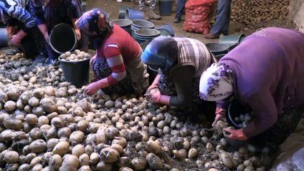 Nevşehir'de 'Bitki Sağlığı Teşhis ve Analizi Laboratuvarı' kurulacak