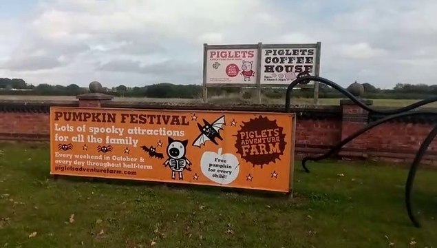 Piglets and pumpkins Towthorpe