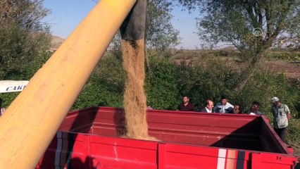 Çankırılı çeltik üreticileri verimden memnun