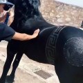 Ce cheval à l’allure majestueuse vous éblouira par sa beauté... C’est un cheval majestueux et le mot est faible !