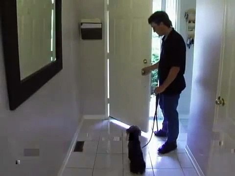 Alpha Paws - Dog Obedience Training