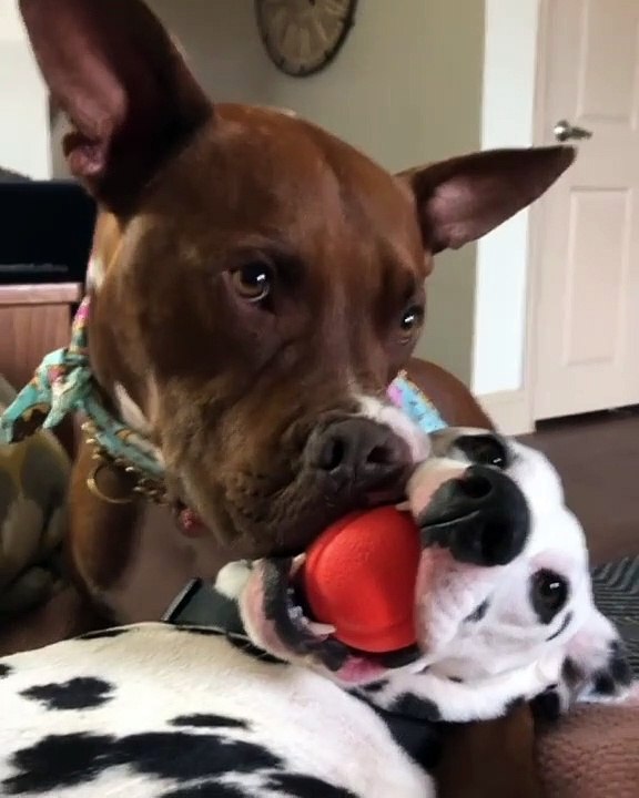 Qui pour lâcher la balle ! Admirez ce Moment d'intimidation entre deux chiens