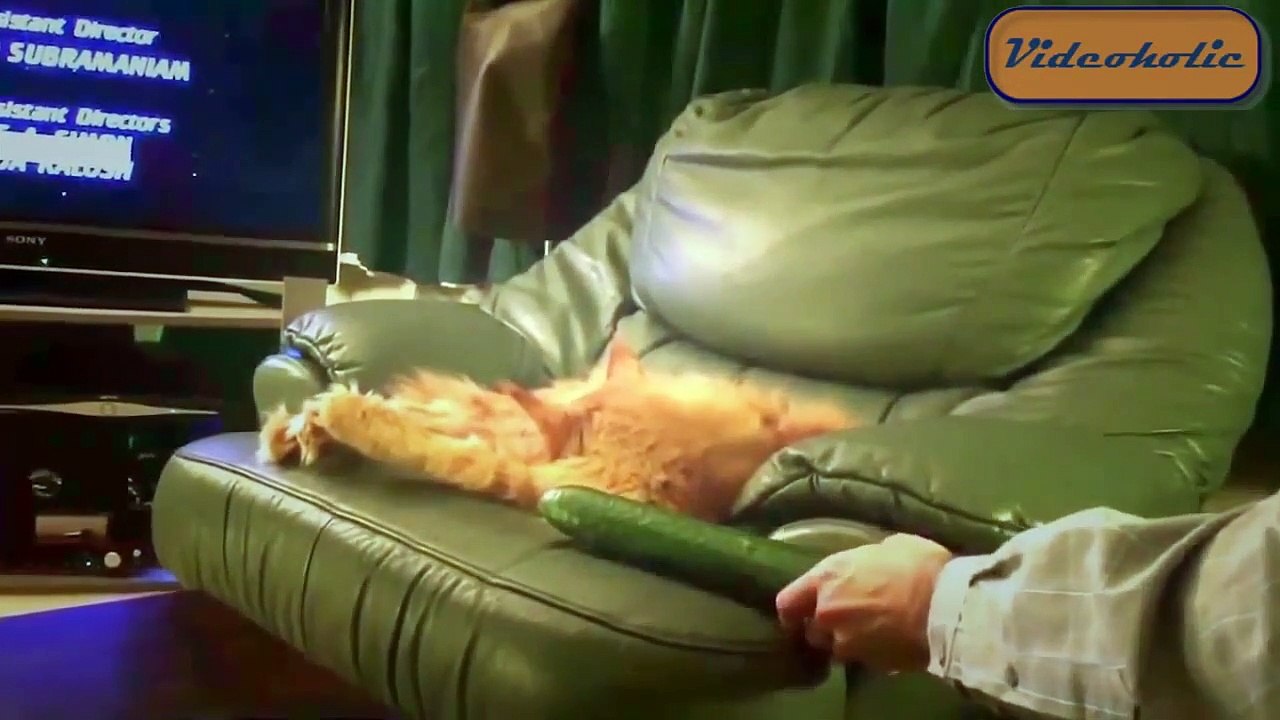 I'M GUILTY: Funny And Painful Animal Fails #2