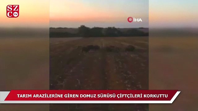 Tarım arazilerine giren domuz sürüsü çiftçileri tedirgin etti