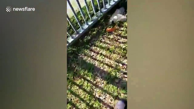 Terrified locals see crocodile lurking next to dam in Malaysia