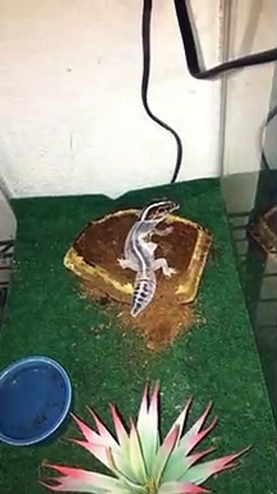 Ce lézard mange sa propre peau en train de muer !