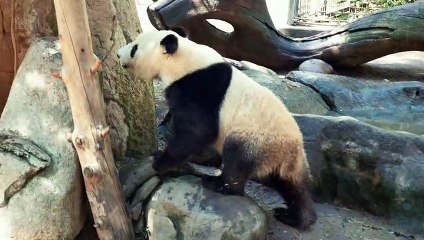 Panda Bears Enjoying a Walk