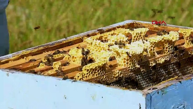 Arı sütü, kilosu 7 bin liraya satılıyor