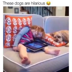 Diaporama rigolo de chien. les toutous sont les meilleurs !