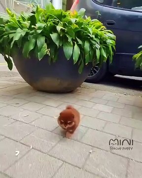 Visage d'ours en peluche, grands yeux, nez court, c'est sûr que vous n'avez jamais rencontré un chiot aussi mignon de toute votre vie !!!