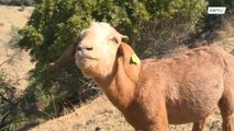 На старт, внимание, бе-е-е! В Калифорнии полторы сотни козлов и козочек вышли на поле, чтобы предотвратить лесные пожары.