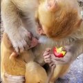 Maman Singe mange de la pomme et Bébé tête, mais il va vite changer d'avis