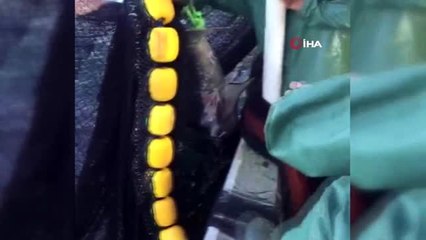 Köpek balığına tekmeye ceza geldi