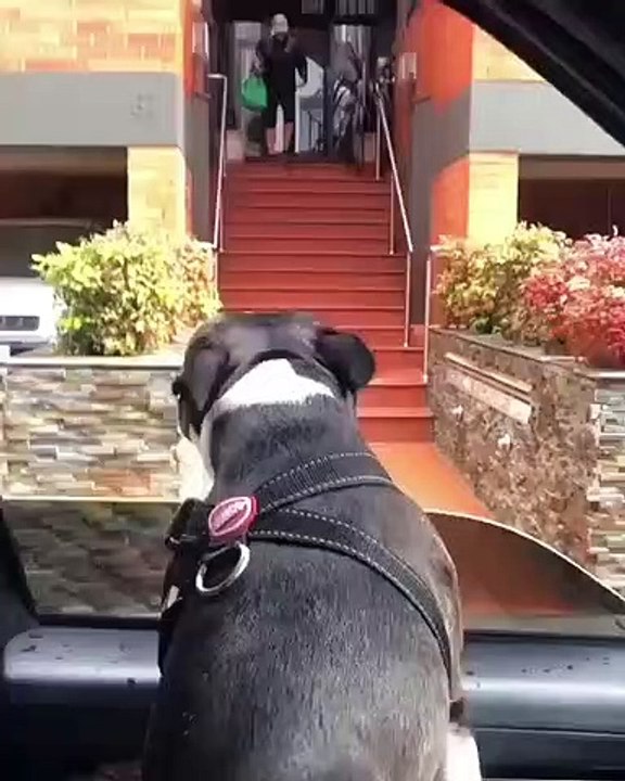 Ce chien est surexcité quand il voit sa maîtresse, ses pas de danse vont transformer votre journée