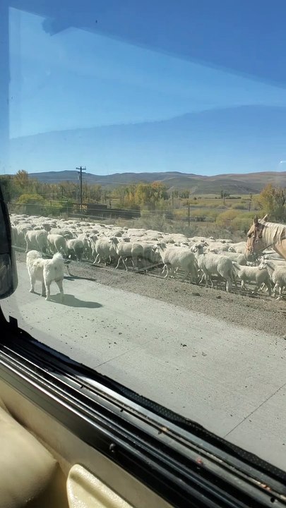 Sheep Herd Walks Along Highway