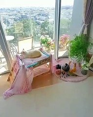 Cette jolie chatte a vraiment de la chance, elle habite dans un endroit paradisiaque. Unr vraie princesse