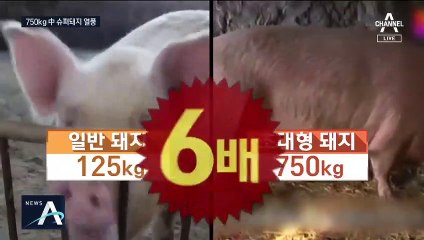 中, 돼지고기 대란에 ‘슈퍼돼지’ 사육 열풍…살찌우기 총력