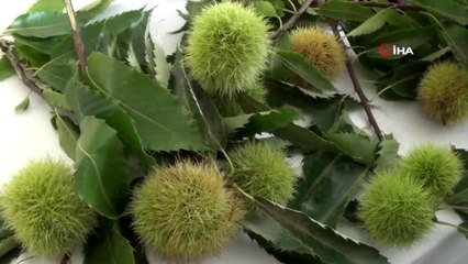 Aydın'da sezonun ilk kestanesi borsaya teslim edildi